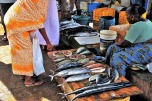 fish-market-3249572_640